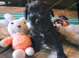 Cutest miniature Schnauzer