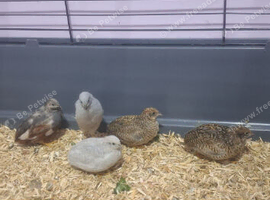 Chinese painted Quail/Button Quail