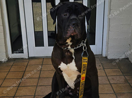 Cane corso cross grant Dane