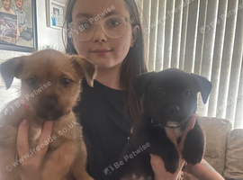 Pups
