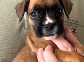 Stunning litter ready 16th June