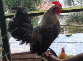 Young Serama Cockerel