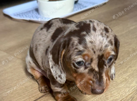 Miniature dachshund puppies