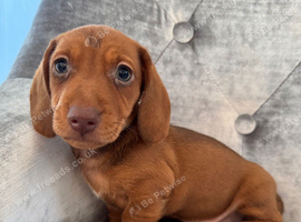 Miniature dachshund