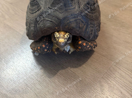 Red foot tortoise