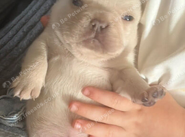 x2 pups have became available again  Blue Girl & Blue Boy - smallest of the litter - French Bulldog Pups