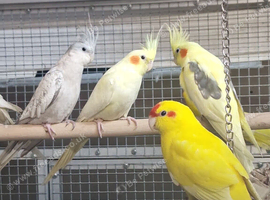 Baby Sun Conure