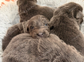 German shepherd puppies