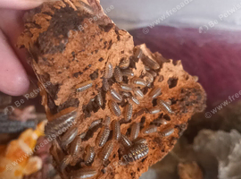 Dairy cow giant orange and clown isopods for sale