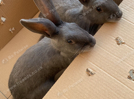 Grey rabbit for sale 6 months old female and male