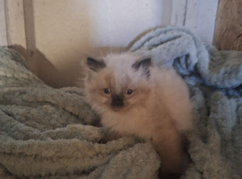Beautiful Ragdoll x Persian kittens in door homes