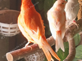 Diffrent canaries