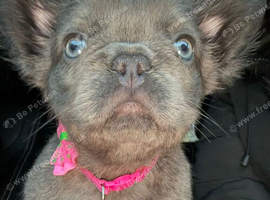 Fluffy frenchie