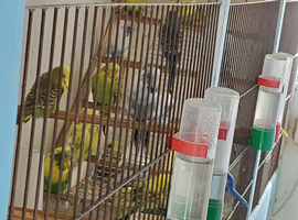 Recessive pied budgies joblot