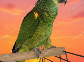 Blue fronted Amazon
