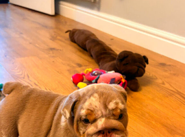 7 week 5th generation British bulldog puppies