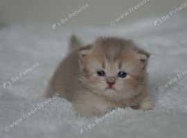 Munchkin kittens