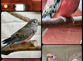 Wanted Bourkes parakeets