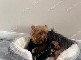 Chorkie pups