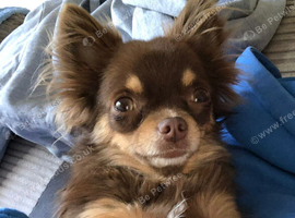 Senior looking for quiet home