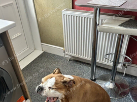 Need to re-home my dad's dog as he passed away and I have two off my own
