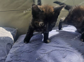 Cute little kittens