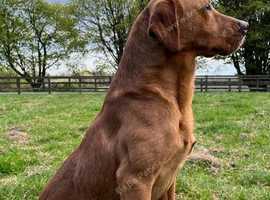 Labrador fox red at stud. KC registered health tested.