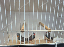 Male zebra finches.