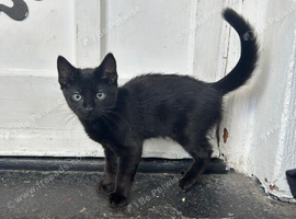 Kitten needing rehoming ASAP