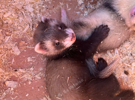 Ferret kits