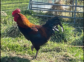 Copper Maran Cockerel free to good home