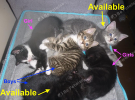 Charming kittens for sale.