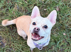French Bulldog Cross