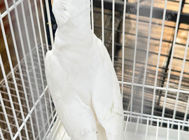 Cockatiel young albino