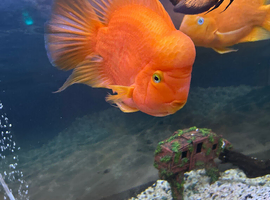 Male and female