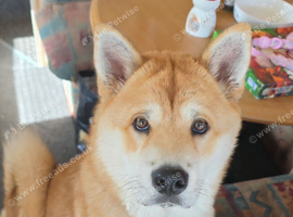 Chow chow Cross female