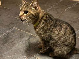 Adult Cat (Chilli) looking for a loving home
