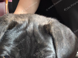 Beautiful Cane corso puppy