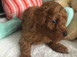 Toy poodles