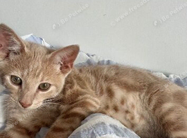 Male cat for sale