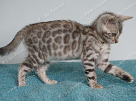 Bengal Girl Kitten Ready Now