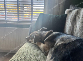 Beautiful girl husky cross