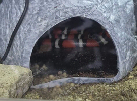 Milk snake for rehoming