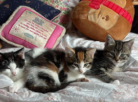 2 Kittens for a loving home