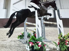 Fun showjumper