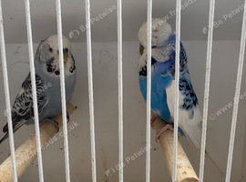 Breeding pair