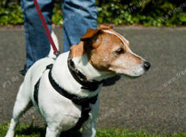 Dog Walking Plymouth