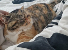 Female 8 months old bsh