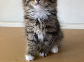 Fluffy kitties