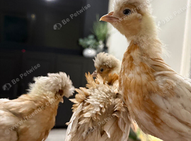 Polish chicks